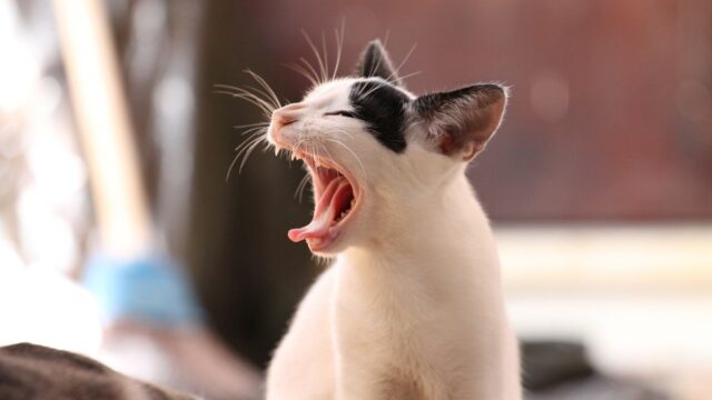 あくびしている猫